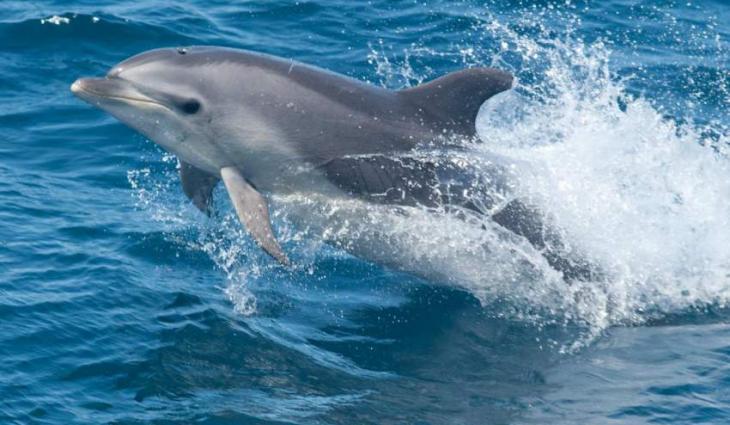 Aussie dolphin genes study shows importance of migration