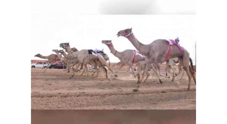 Mansour bin Zayed witnesses ‘Zayed Grand Prize for Camel Racing’
