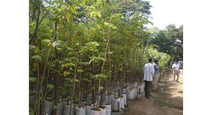 Forest deptt to supply 2m saplings in April
