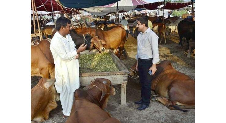 New cattle markets to be developed at Lodhran, Khanewal
