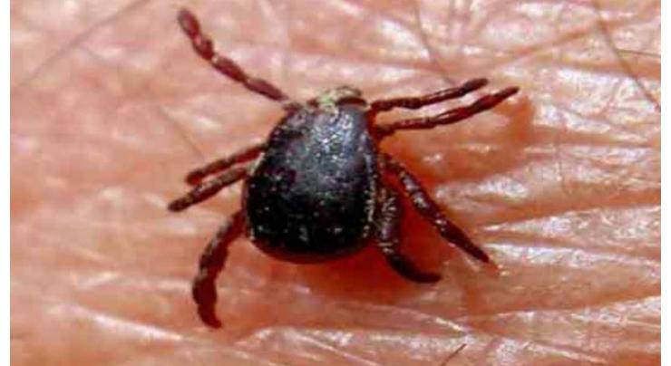 Man affected by congo virus in Chitral
