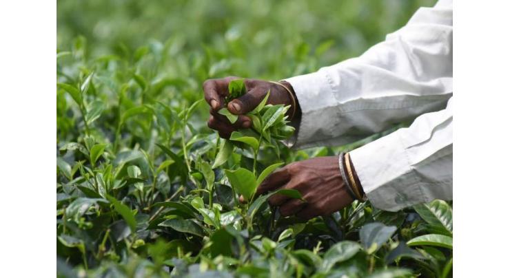 Scientists discover tea plants can send chemical "Mayday" during pest attacks: study
