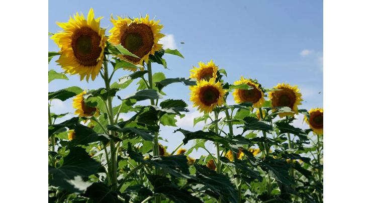 Farmers advised to cultivate sunflower instead of late wheat sowing
