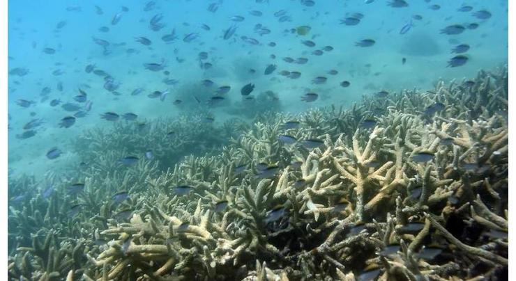 Surviving bleached Barrier Reef coral 'more resilient to heat'
