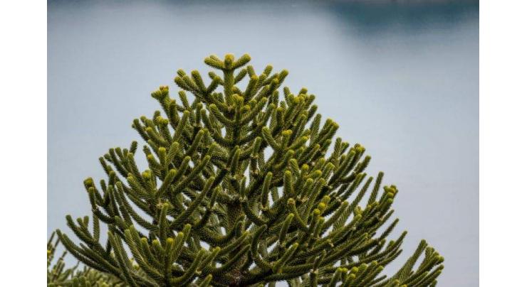 Chile's pine forests: a botanical dinosaur bound for extinction?
