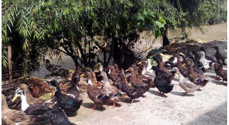 Duck rearing serves as bioshield against malaria,dengue
