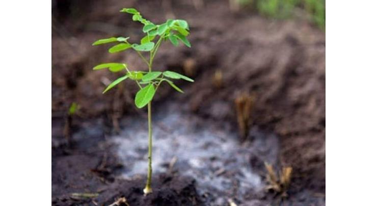Forest deptt plants 204,594 saplings during plantation drive at Faisalabad
