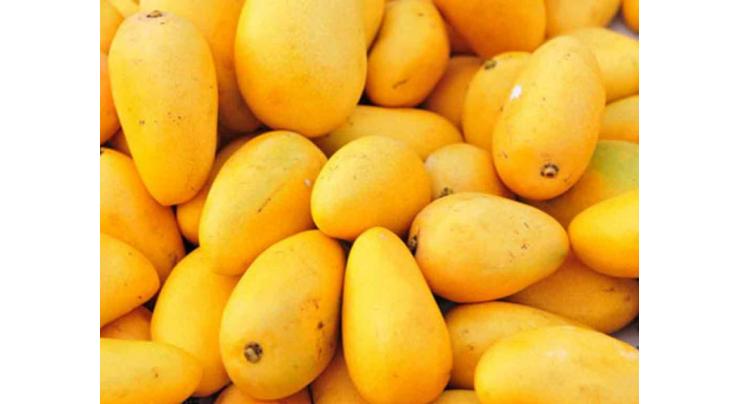 Researchers asked to evolve strategy for better access of mango to foreign markets
