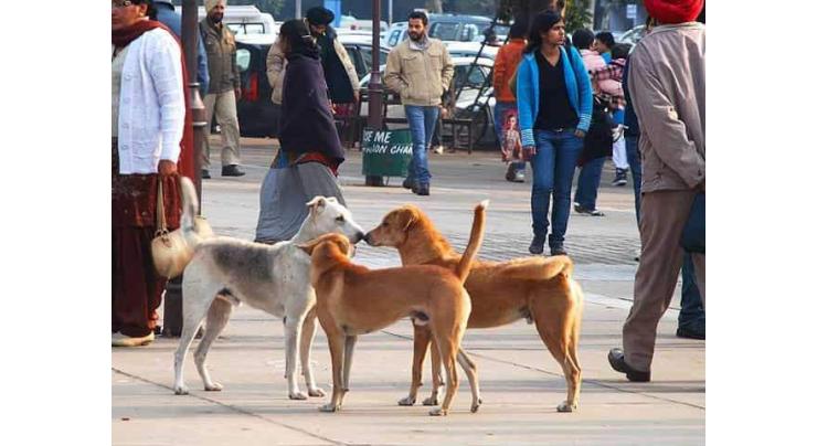 Cantt residents urged authorities to launch drive against stray dogs
