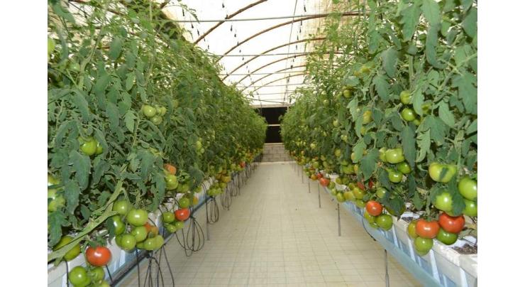 &#039;Local Harvest&#039; produce receive Abu Dhabi QCC&#039;s &#039;Trustmark&#039;