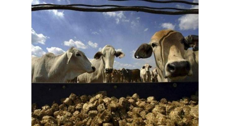 Farmers' training essential for promoting of Livestock in Balochistan: Director General 

