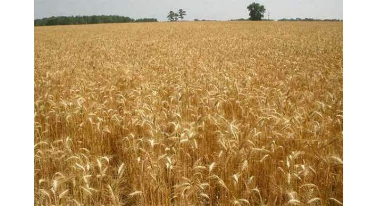 Rain to have salutary impact on wheat
