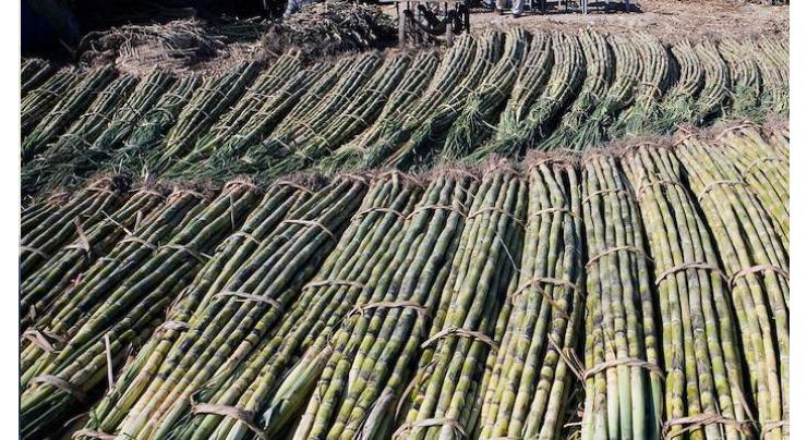 Seven sugar mills started cane crushing in Sindh: Minister claims
