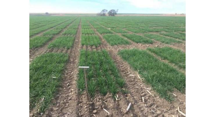 Growers advised to water wheat crops timely

