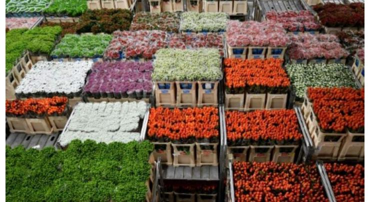 Brexit could wilt huge Dutch flower trade
