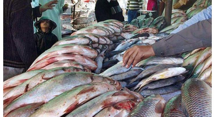 Sale of fish-record increased in northern Sindh
