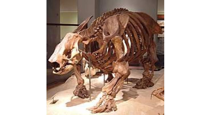 Prehistoric sloth fossil found in Argentina
