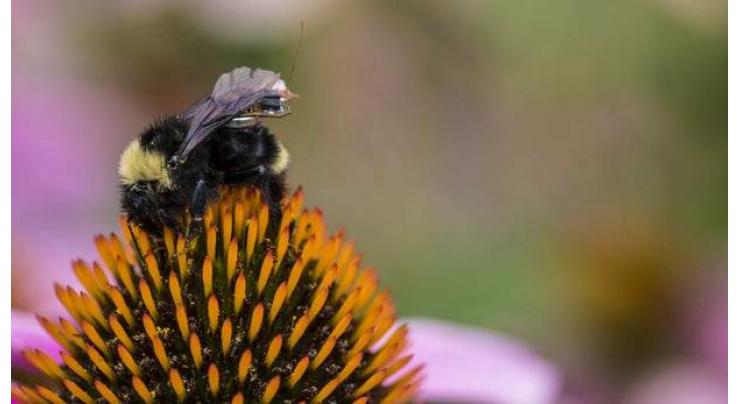 Bees can wear "backpacks" to collect data for farms
