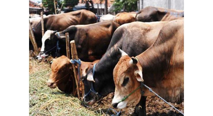 Plan for development of livestock sector demanded
