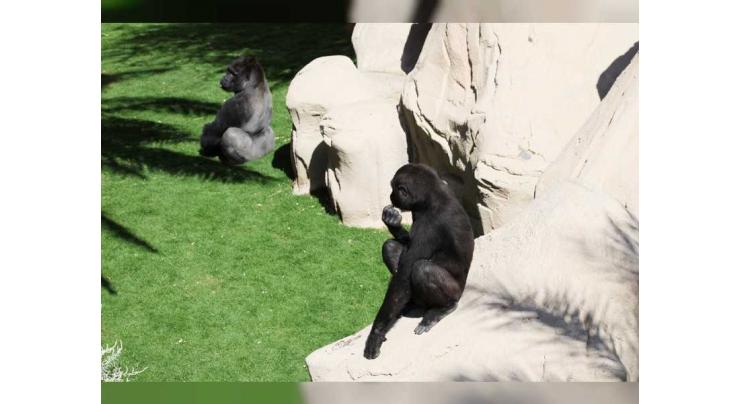 Four gorillas to join Al Ain Zoo on its golden jubilee