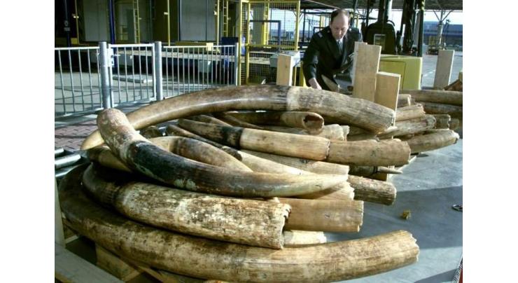 Dutch to ban raw ivory sales from 2019
