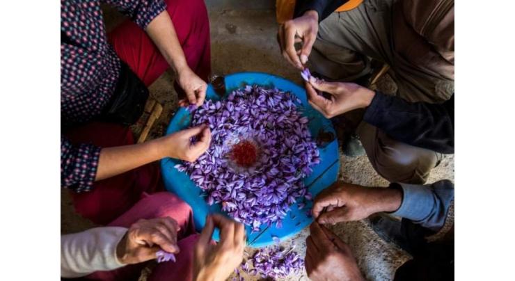 Moroccan saffron farmers battle knockoff spices
