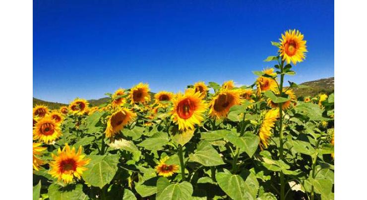 Sunflower to be cultivated on 2.5 lakh acres in Multan
