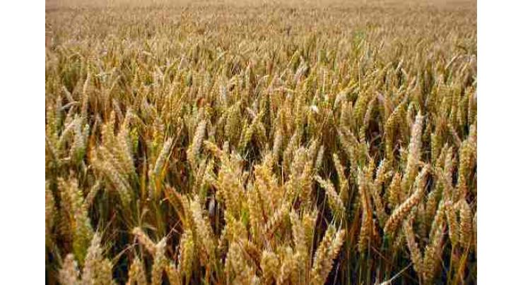 Wheat crop cultivated over 8.011 mn hectares during current season
