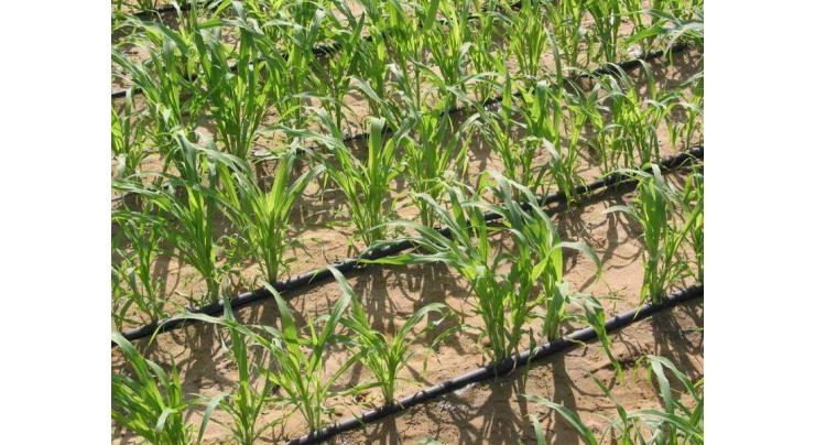 Drip irrigation useful to enhance agriculture produce: experts
