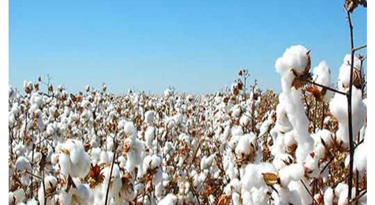 Crop shifting poising threat for major cash crop like cotton: Senate body told
