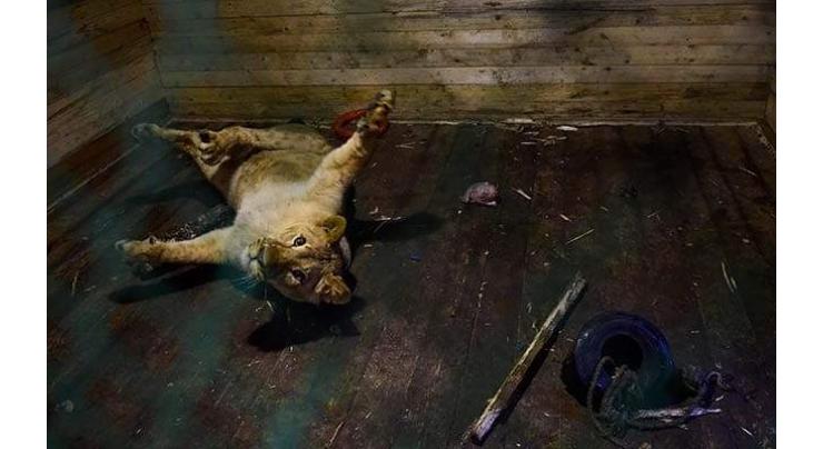 Runaway lion, wounded elk find home in Russian shelter

