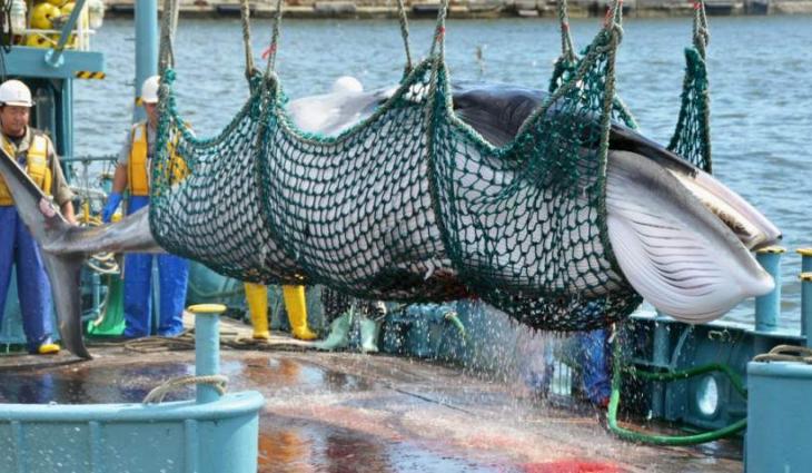 Japan says it will resume commercial whaling, leave worldwide commission