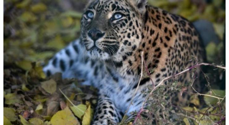 Runaway leopard in India hoodwinks drones, elephants
