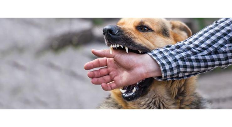 Dog bite cases increase in Lower Dir
