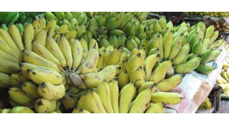 Water scarcity hits banana production in Sindh
