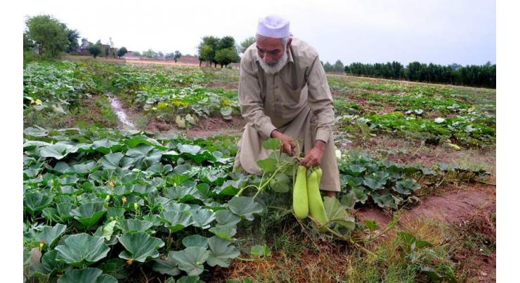 Govt  should promote organic agriculture production to meet demand of food: Chairman
