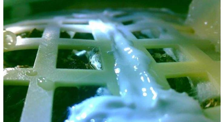 Cottoning on: Chinese seed sprouts on moon
