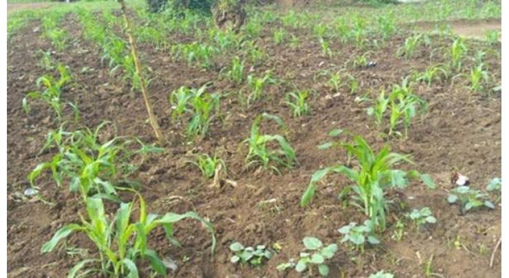 Farmers advised to start okra cultivation from mid February
