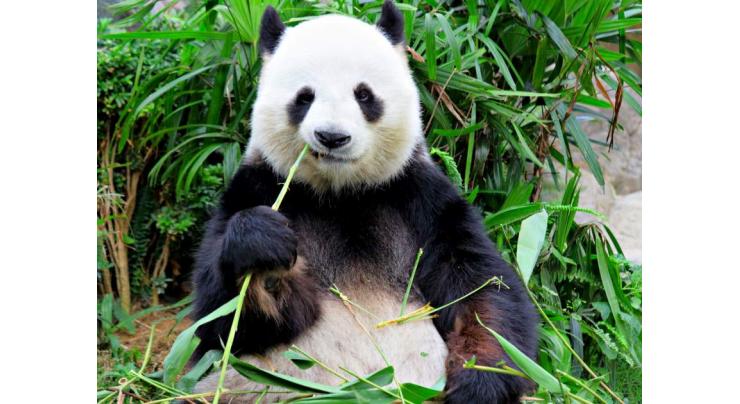 Bamboo-biting giant pandas have special teeth recovery function: study
