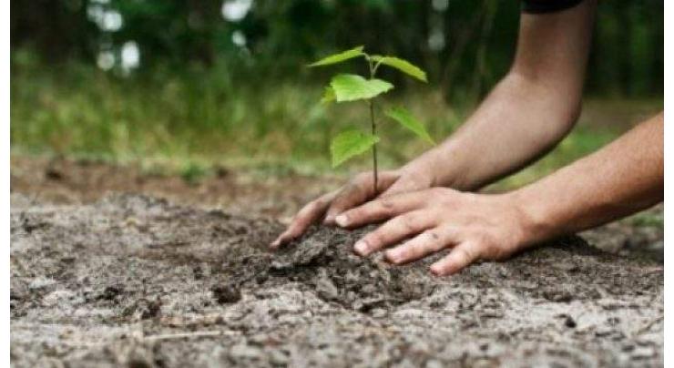 2.48 mln saplings planted during Plant for Pakistan Day campaign: National Assembly told
