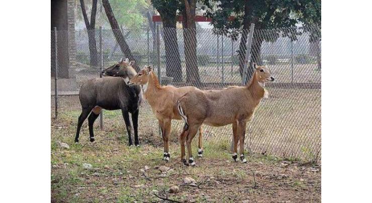 Marghzaar Zoo giving deserted look with empty animal cages
