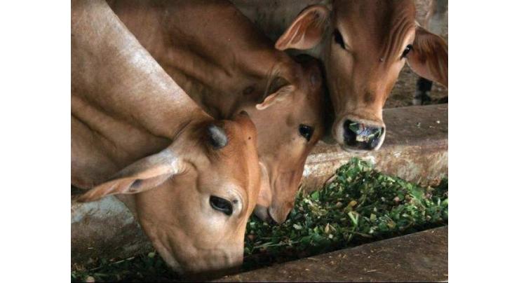 District Livestock Department Rawalpindi issues winter health advisory
