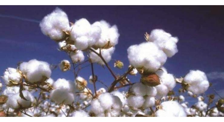 Experts' working group to promote cotton research in Balochistan
