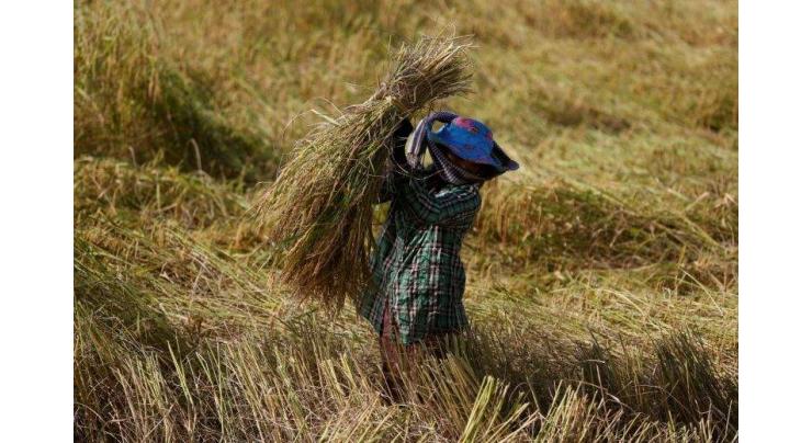 Cambodia, Myanmar hit out at tough EU rice tariffs
