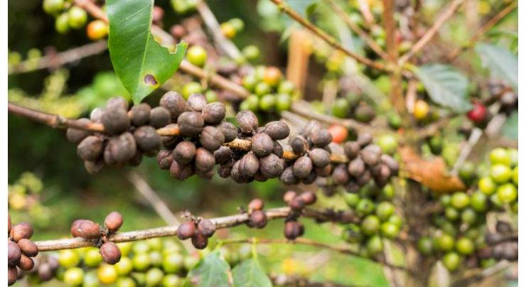 Over half of wild coffee species at risk of extinction: Researchers
