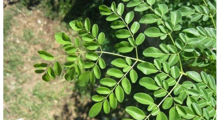 Magic plant moringa, another source of edible oil
