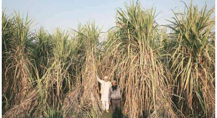 Sugarcane cultivation should be started from February
