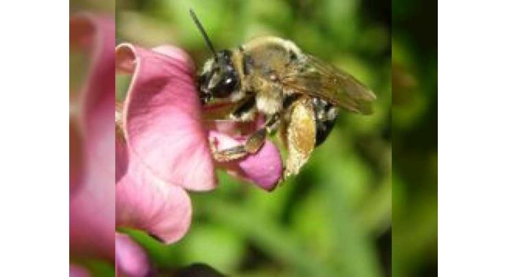 Help for rare British bee from MBZ Species Conservation Fund