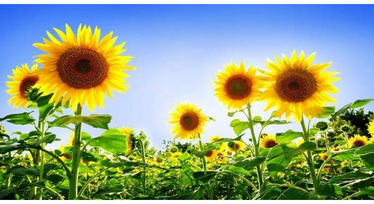 Punjab govt devises plan for Sunflower cultivation
