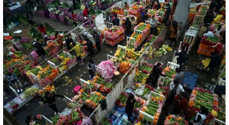 Beijing flower market in blossom ahead of Lunar New Year
